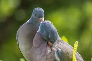 portrait of two birds  pigeon, closeup, green blurred background, portret pary ptaków, gołąb grzywacz, zielone i żółte tło
