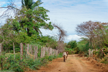 horses walking  on a dirt road in a rural tropical area
