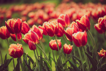 Spring sunny meadow with orange red tulip flowers, floral natural seasonal easter background with copy space
