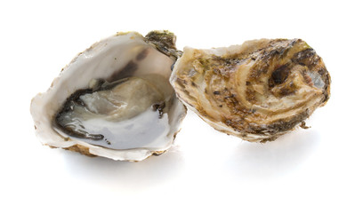 An open oyster and a closed oyster isolated