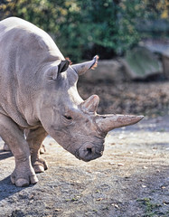 Obraz premium Northern White rhinoceros, Ceratotherium simum cottoni, today only the last two rhinos