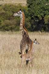 Mother and baby giraffe in the Masai Mara National Park in Kenya