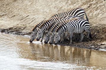 Fototapeta na wymiar zebra drinking iin the Mara River n the migration season in the Masai Mara National Park in Kenya