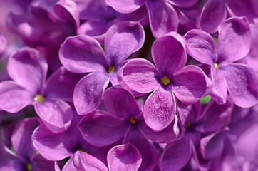 Fototapeta na wymiar Macro image of spring soft violet lilac flowers, natural seasonal floral background. Can be used as holiday card with copy space.