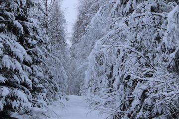 Frozen trees