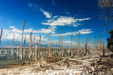 salt lake, the trunks of the trees without leaves in the water, Lake Enriquillo