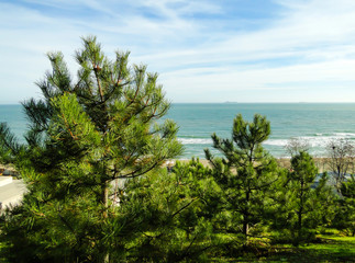 Pines growing close to the seashore