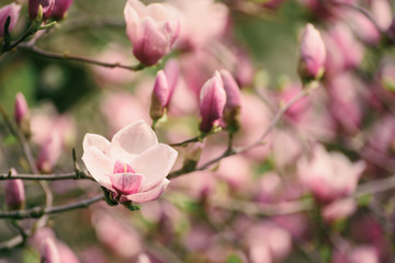 Blossoming of pink magnolia flowers in spring time, floral background