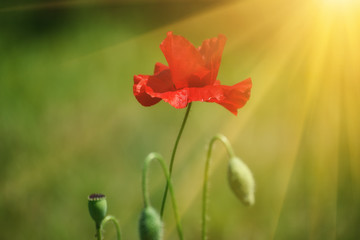 Red poppy flower blooming in the green grass field, floral natural spring background, can be used as image for remembrance and reconciliation day