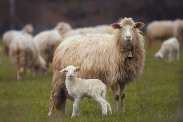Pecora e agnello ,mamma e figlio 