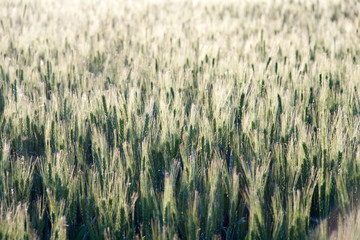 green wheat field and sunny day