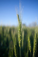green wheat field and sunny day
