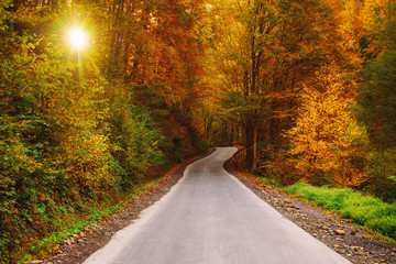 Beautiful sunny autumn landscape with auto road through the forest, sun shining and yellow red trees
