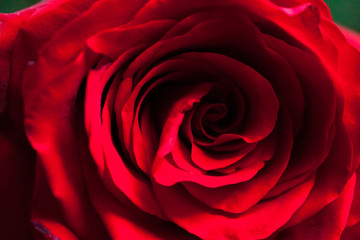 Macro photo of red rose. Closeup rose