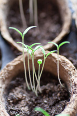Young tomato plants in pots