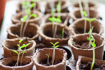 Young tomato plants in pots