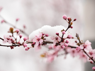 Naklejka premium Kwiat drzewa owocowe pokryte śniegiem