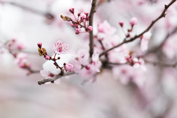 Fruit tree blossom covered with snow