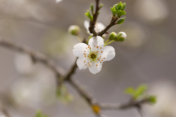 flower white damson details macro