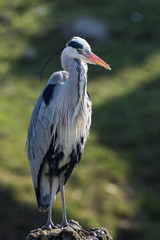 Grey Heron posing on a stone