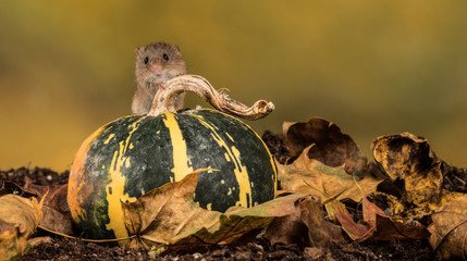 Harvest mouse and his munchkin pumpkin at halloween