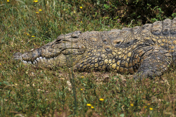 Crocodilo num parque natural