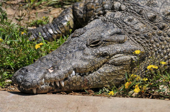 Crocodilo num parque natural