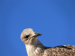 Gaivota e o céu azul
