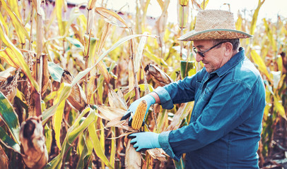 Gardener working in the corn field. Agriculture concept © bobex73