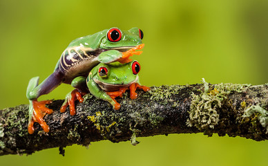 Red eyed tree frog climbing over his friend on a branch