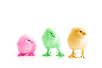 Ostern Küken Motiv