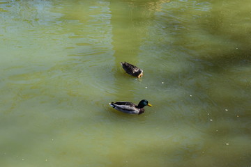Patitos nadando en El Retiro