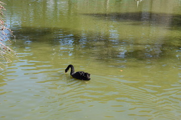 Patitos nadando en El Retiro