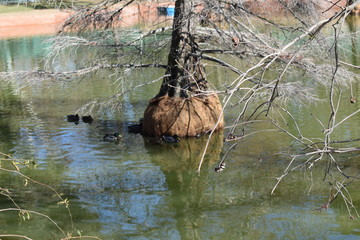 Patitos nadando en El Retiro