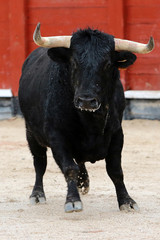 bull 