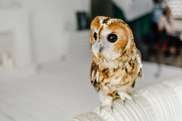 hand-held owl sits at home