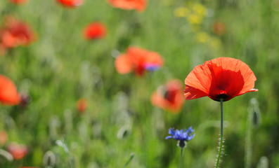Red poppy flowers blooming in the green grass field, floral natural spring background, can be used as image for remembrance and reconciliation day