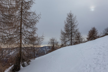 Larches on a snowy slope on a gray day, with a pale sun, Belluno, Veneto, Italy