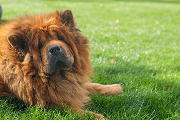 Fototapeta premium chow-chow