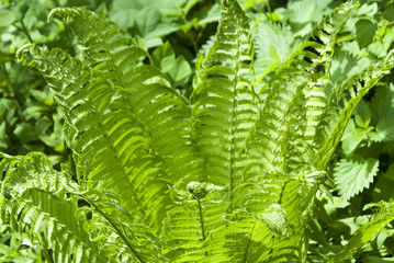 Fern, Apothecary garden, Moscow