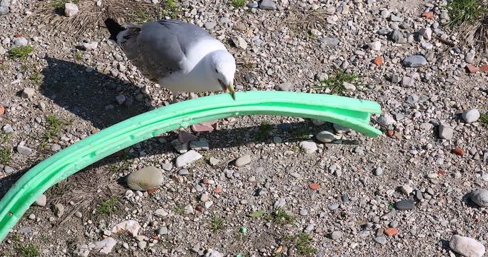 Gull Playing With A Pool Noodle