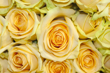 bouquet of yellow roses closeup, top view