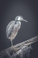 classic heron