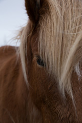 Naklejka na ściany i meble Isländisches Pony