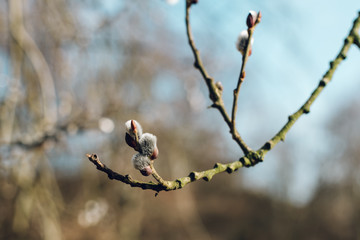 Nice fresh flowering pussy willow branches in early spring. Salix caprea (goat willow, also known as the pussy willow or great sallow) is a common species of willow native to Europe and western and ce