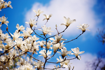 Blossoming of magnolia white flowers in spring time against blue sky, natural seasonal background