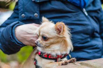 Cute chihuahua dog sitting at the table in forest and waiting for food