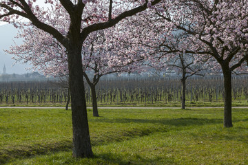 Fototapeta na wymiar Mandelbaumblüte (Prunus dulcis) in der Pfalz