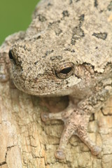gray treefrog