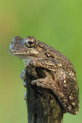 gray treefrog
